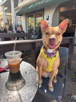 Mina (In Foster) -  Shepherd Dog Available for Adoption in Elmwood, Louisiana - Mina (In Foster) | PetCurious