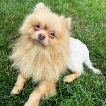 Muffin -  Pomeranian Dog for Adoption in Fort Wayne, Indiana - Muffin | PetCurious