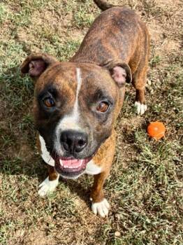 Brownie -  Boxer Dog for Adoption in Yellville, Arkansas - Brownie | PetCurious