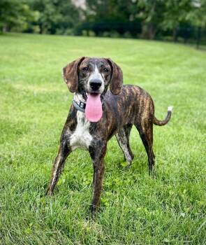 SWEET  CAROLINE -  Bluetick Coonhound Dog for Adoption in Franklin, Tennessee - SWEET  CAROLINE | PetCurious