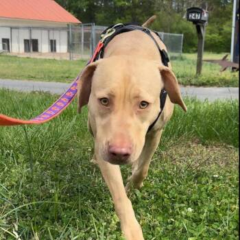 Madonna -  Yellow Labrador Retriever and American Staffordshire Terrier Dog for Adoption in Lancaster, South Carolina - Madonna | PetCurious