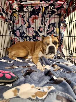 Mary --Courtesy Post. Out of town pet. See below for details-- -  Pit Bull Terrier Dog for Adoption in Eagle, Idaho - Mary --Courtesy Post. Out Of Town Pet. See Below For Details-- | PetCurious