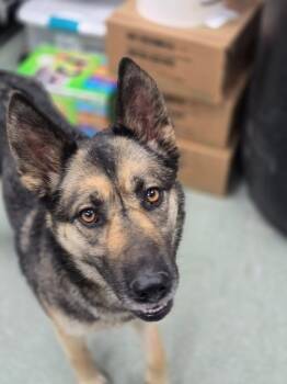Koda - In Foster -  German Shepherd Dog and Mixed Breed Dog for Adoption in Danielsville, Georgia - Koda - In Foster | PetCurious