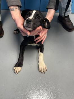 Boxer Dogs Available for Adoption in Hartsville, South Carolina - Raya (Rx5) | PetCurious