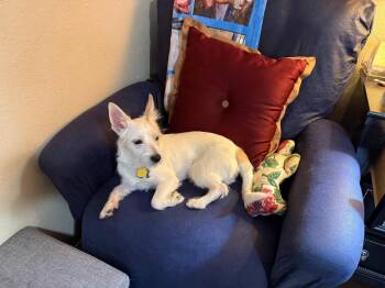 Snowball -  Schnauzer Dog for Adoption in Garland, Texas - Snowball | PetCurious
