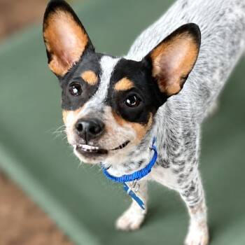 Sixx -  Rat Terrier and Chihuahua Dog for Adoption in Boerne, Texas - Sixx | PetCurious
