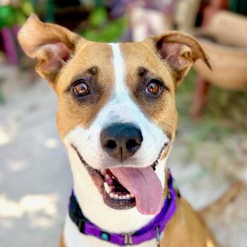 Molly -  American Staffordshire Terrier and Pit Bull Terrier Dog for Adoption in Citrus Heights, California - Molly | PetCurious