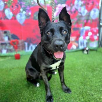 Australian Kelpie and Mixed Breed Dogs Available for Adoption - REBECCA | PetCurious