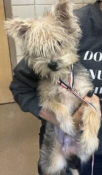 Yorkshire Terrier Dogs Available for Adoption in Dallas, Texas - Toto | PetCurious