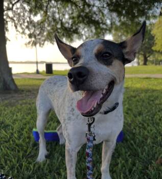 Behr -  Australian Cattle Dog Blue Heeler Dog for Adoption in New Orleans, Louisiana - Behr | PetCurious