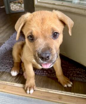 Harris -  American Staffordshire Terrier Dog for Adoption in Milton, Florida - Harris | PetCurious