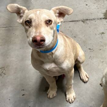 Rescue Pit Bull Terrier Dogs for Adoption in Yuma, Arizona - Edward | PetCurious