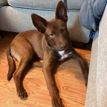 Copper -  Mixed Breed Dog for Adoption in Defuniak Springs, Florida - Copper | PetCurious