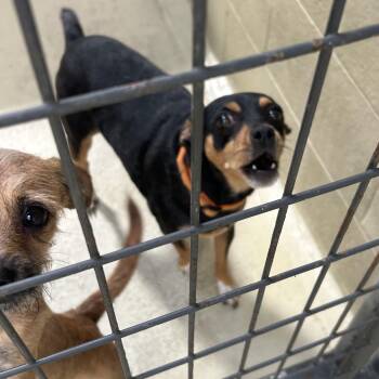 Roxi -  Miniature Pinscher Dog for Adoption in Clarksville, Virginia - Roxi | PetCurious
