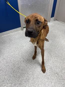 A187052 -  Boxer and Mixed Breed Dog for Adoption in Pasadena, Texas - A187052 | PetCurious