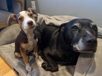 Meatball -  Mixed Breed Dog for Adoption in Waterbury, Connecticut - Meatball | PetCurious