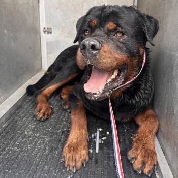 Carlisle -  Rottweiler Dog for Adoption in Edinburg, Texas - Carlisle | PetCurious