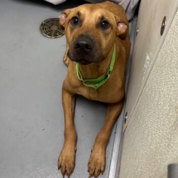 Nico -  Mixed Breed Dog for Adoption in Dekalb, Illinois - Nico | PetCurious
