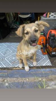 Rescue Cairn Terrier and Terrier Dogs for Adoption in Conroe, Texas - Goldie | PetCurious