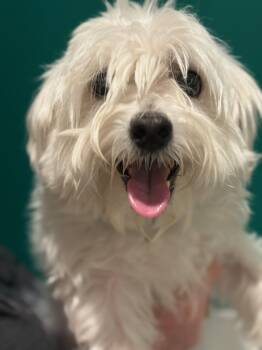 Maltese Dogs Available for Adoption in Blue Springs, Missouri - Blanco | PetCurious