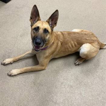 German Shepherd Dog Dogs Available for Adoption in Aurora, Colorado - AZULA | PetCurious