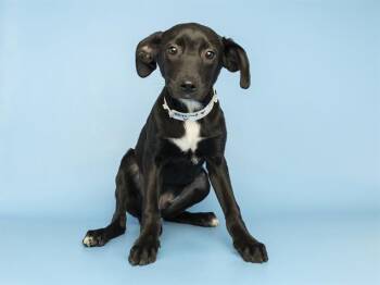 Siberian Husky Dogs Available for Adoption in Phoenix, Arizona - LANCE | PetCurious