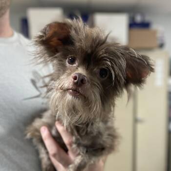 Rescue Border Terrier Dogs for Adoption in Columbia, South Carolina - Hannibal | PetCurious