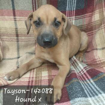 Tayson -  Hound Dog for Adoption in New Tazewell, Tennessee - Tayson | PetCurious