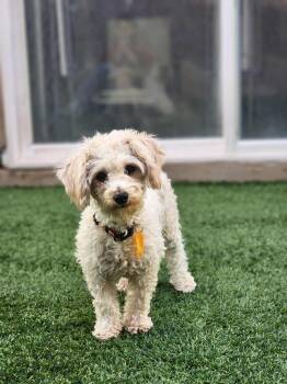 Rescue Miniature Poodle Dogs for Adoption in Phoenix, Arizona - Slushy | PetCurious