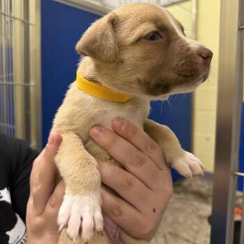 Wonder Woman -  Mixed Breed Dog for Adoption in Blue Ridge, Georgia - Wonder Woman | PetCurious