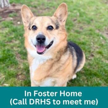 Hunter -  Mixed Breed and Corgi Dog for Adoption in Dubuque, Iowa - Hunter | PetCurious