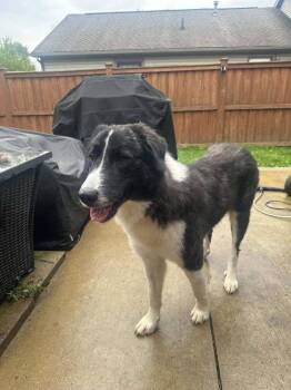 Lulee -  Great Pyrenees Dog for Adoption in New Albany, Ohio - Lulee | PetCurious