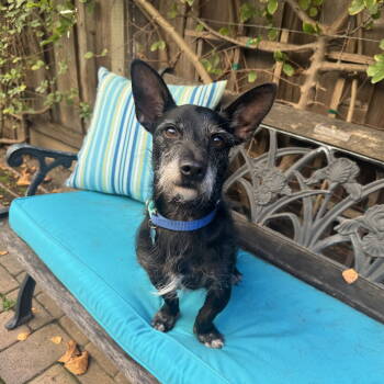 Rescue Parson Russell Terrier and Scottish Terrier Dogs for Adoption in Santa Clara, California - Kobi | PetCurious