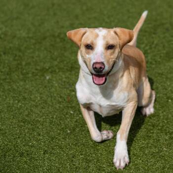 Terrier Dogs Available for Adoption in Hilton Head Island, South Carolina - Klaus | PetCurious