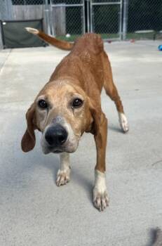 Martini -  Hound and Mixed Breed Dog for Adoption in King William, Virginia - Martini | PetCurious