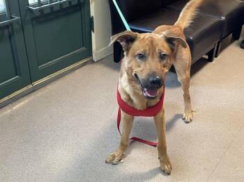 Rescue German Shepherd Dog and Mixed Breed Dogs for Adoption in Pasadena, California - A525209 | PetCurious