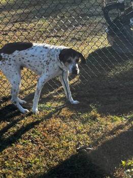 Rescue German Shorthaired Pointer and English Setter Dogs for Adoption in Sevierville, Tennessee - Hogan | PetCurious
