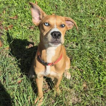 Scooby -  Retriever and Mixed Breed Dog for Adoption in Montgomery, Alabama - Scooby | PetCurious