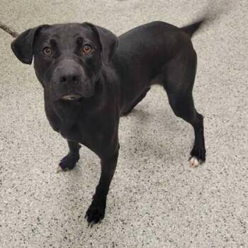 Stormi -  Mixed Breed Dog for Adoption in Kansas City, Missouri - Stormi | PetCurious