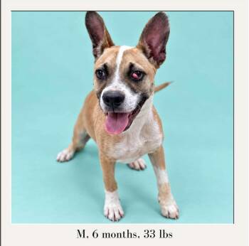 Charlie -  Shepherd and Border Collie Dog for Adoption in Cuyahoga Falls, Ohio - Charlie | PetCurious