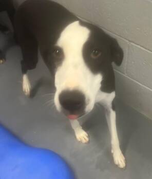 Xena -  Collie Dog Available for Adoption in Kingman, Arizona - Xena | PetCurious