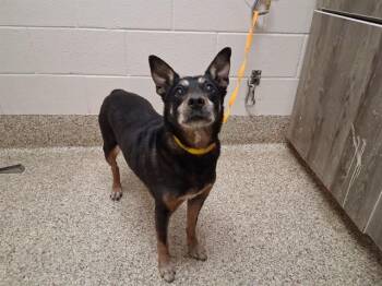 Australian Kelpie and Mixed Breed Dogs Available for Adoption - ZIGGY | PetCurious