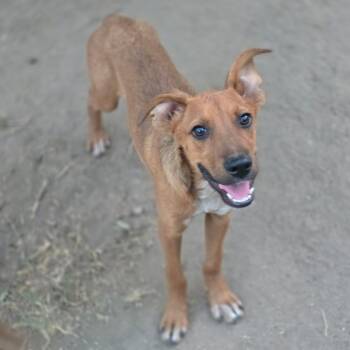 Rusty -  Rhodesian Ridgeback and German Shepherd Dog Dog for Adoption in Hayward, California - Rusty | PetCurious