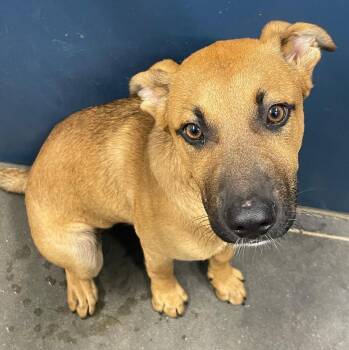 Mixed Breed Dogs Available for Adoption in Henderson, North Carolina - Webster | PetCurious