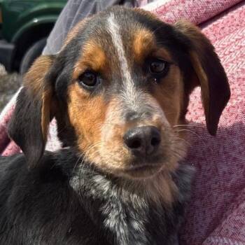 Airedale Terrier and Australian Cattle Dog Blue Heeler Dogs Available for Adoption - Dove Oiseau | PetCurious