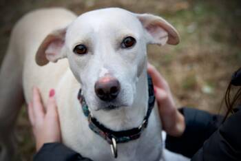 Rescue Mixed Breed Dogs for Adoption in Hopkinton, Massachusetts - Loralei | PetCurious