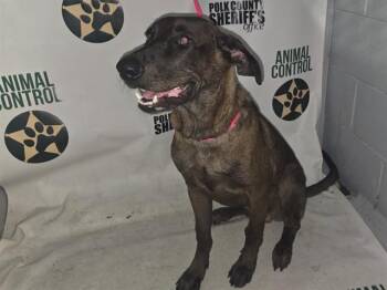 CALVIN -  Labrador Retriever and Mixed Breed Dog for Adoption in Winter Haven, Florida - CALVIN | PetCurious