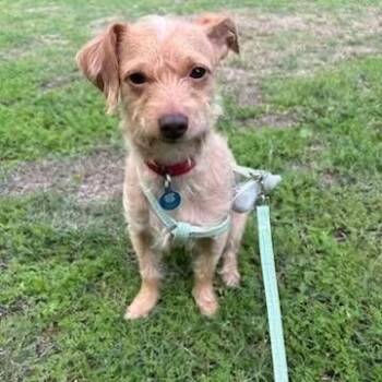 Border Terrier and Norfolk Terrier Dogs Available for Adoption in Los Angeles, California - Sunrise | PetCurious