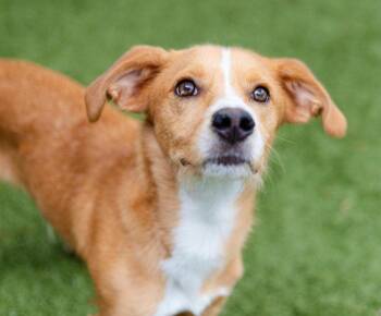 Terrier Dogs Available for Adoption in Bloomfield, Connecticut - Sky | PetCurious