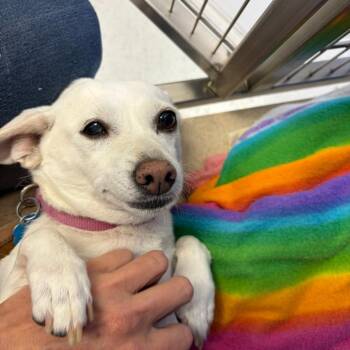 Chloe -  Chihuahua and Mixed Breed Dog for Adoption in Greensboro, Georgia - Chloe | PetCurious